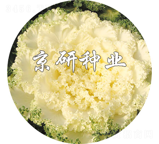 ���ڰ�1��-��������-������ҵ
