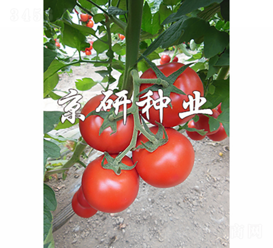 ����502-��������-������ҵ