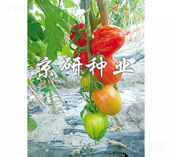 �����в�2��-��������-������ҵ