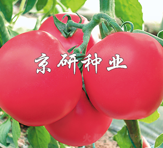 �ɿ�1��-��������-������ҵ