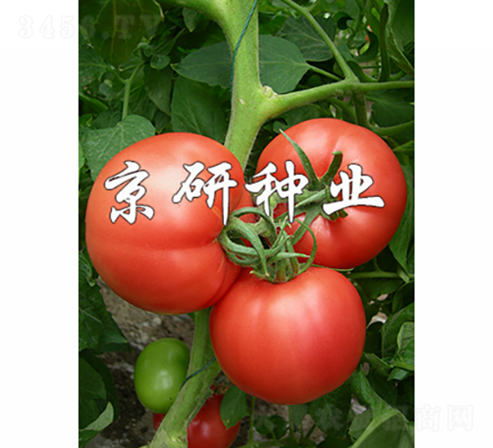 �ɿ�5��-��������-������ҵ