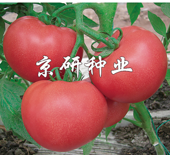 �ɿ�6��-��������-������ҵ