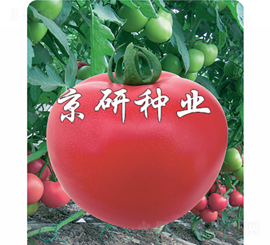 �ɿ�8��-��������-������ҵ