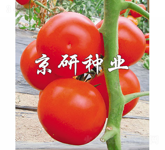 �Ѻ�8��-��������-������ҵ