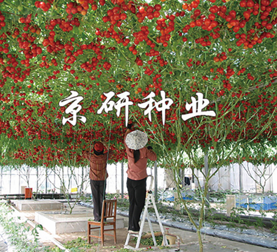 ����6��-��������-������ҵ