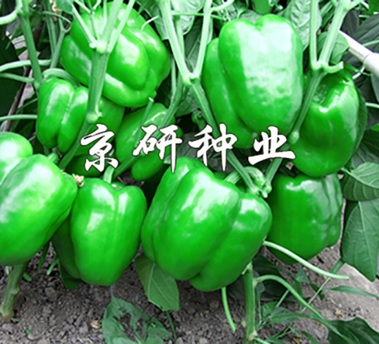 ����109-��������-������ҵ