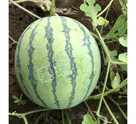 ����8424-��������-����