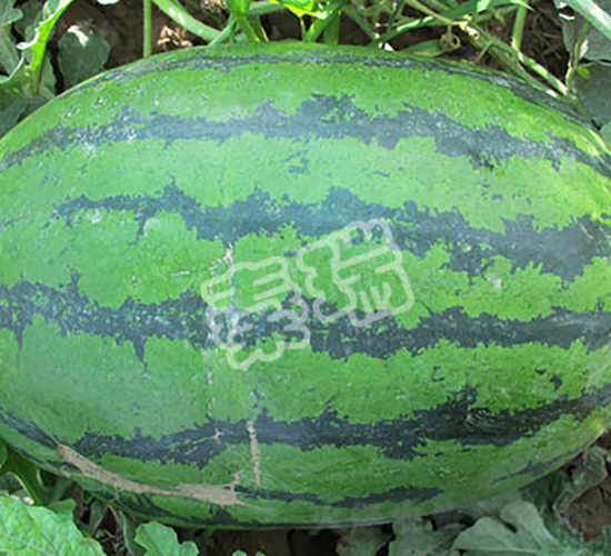 �ؿ����-��������-����
