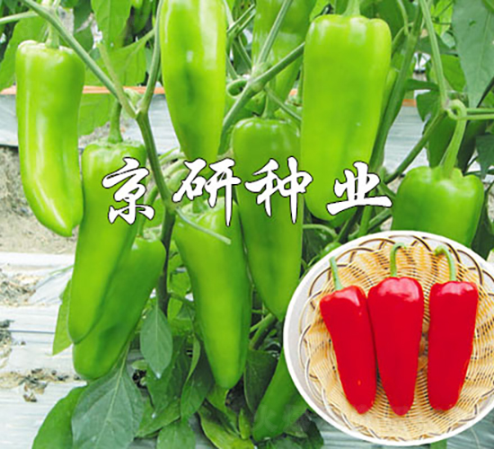 ����518-��������-������ҵ