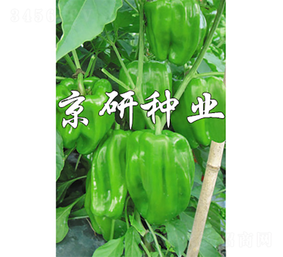 ����514-��������-������ҵ