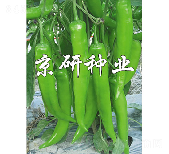 ����913-��������-������ҵ