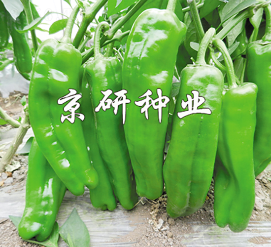 ����901-��������-������ҵ