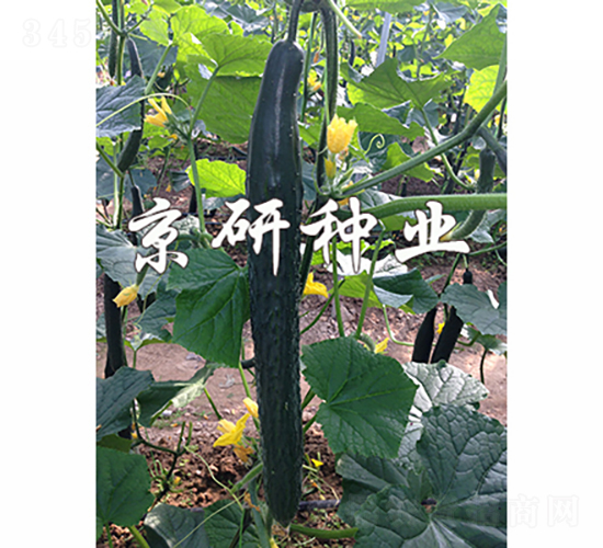 ����459-�ƹ�����-������ҵ