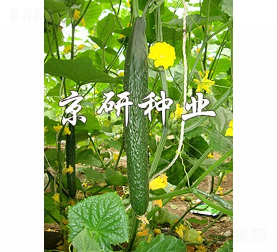���д���1567-�ƹ�����-������ҵ
