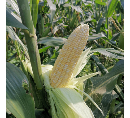����169-��������-��Ϊ����