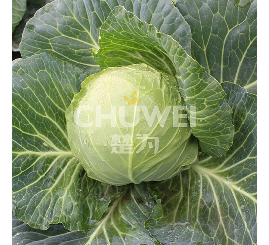 ��Բ��114-��������-��Ϊ����
