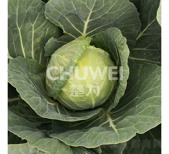 ��Բ��106-��������-��Ϊ����