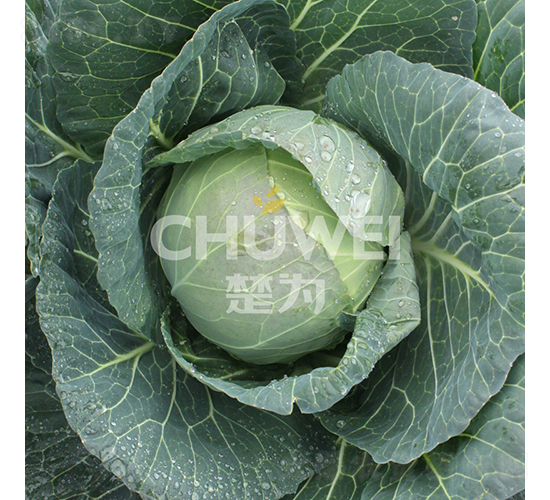 ��Բ��132-��������-��Ϊ����