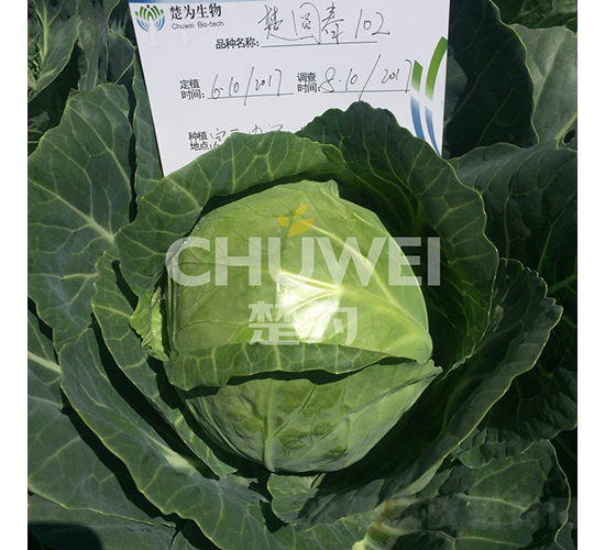 ��Բ��102-��������-��Ϊ����