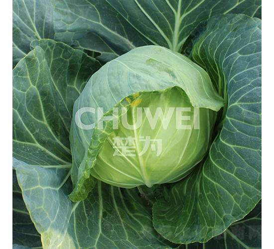 ��Բ��105-��������-��Ϊ����