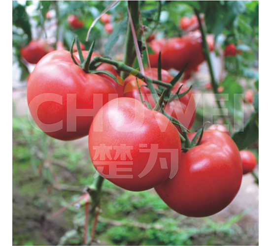 ��ΪT618-��������-��Ϊ����