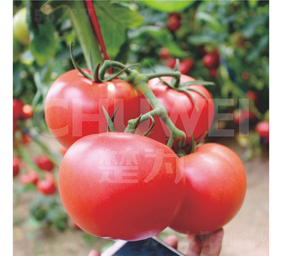 һ������520-��������-��Ϊ����