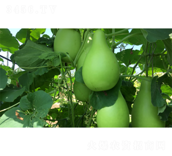 ����Բ�1��-����«����-������ҵ