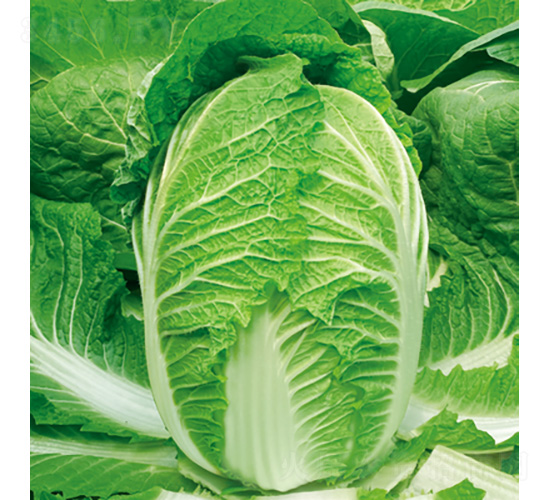 ����ɺɺ-�ײ�����-������ҵ