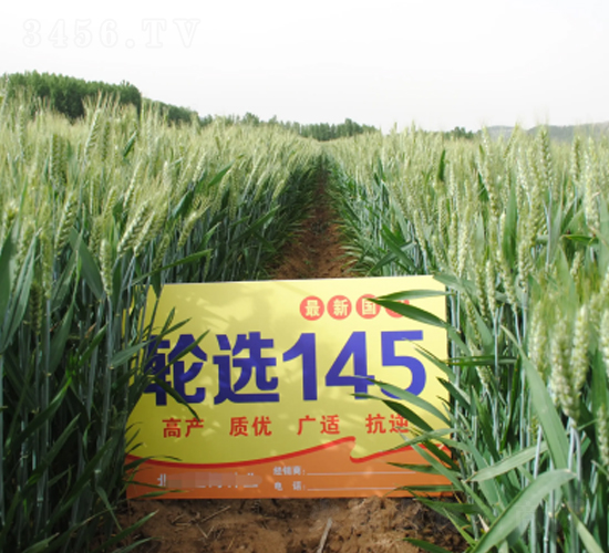 ��ѡ145-С������-ɽũ������
