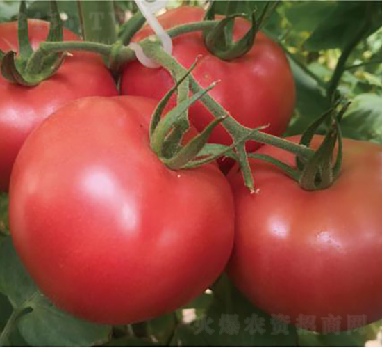 ̩��509-��������-����ũҵ