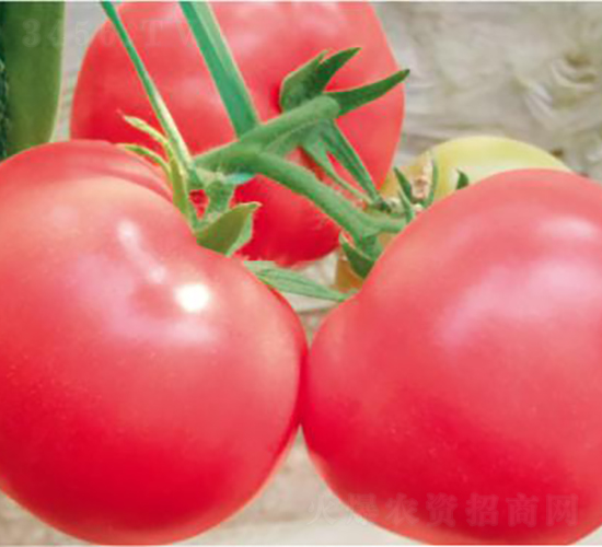 ������FA2177-��������-����ũҵ
