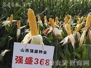 ǿʢ368����Ħͼ��-��������-ǿʢ��ҵ