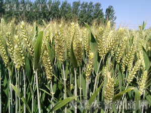 ����211-С��-�ڼѺ�