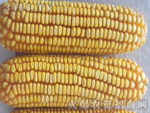 ����88-����-�ڼѺ�