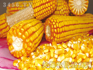 ΰ��966-����-�ڼѺ�