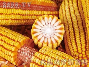 ����7��-����-�ڼѺ�