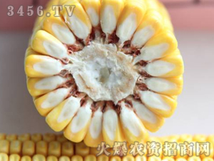 ����12-����-�ڼѺ�