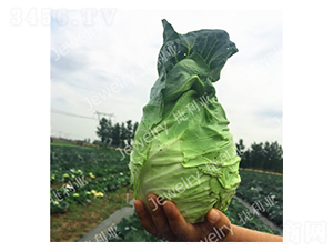 �ݸ�����1173-��������-������