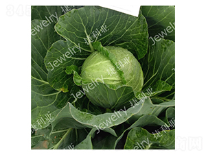 �ݸ�Z315-��������-������
