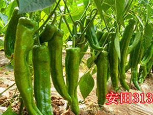 ����313-��������-��ʢũҵ