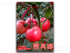 �ŵ���-��������-��ʢũҵ