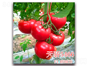 �콾5466-��������-��ʢũҵ