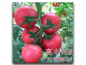 �߷�T18-��������-��ʢũҵ