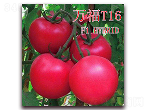 ��T16-��������-��ʢũҵ