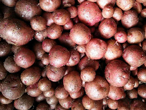 �´��-����������-����