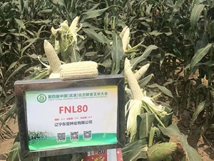 FNL80-��������-����