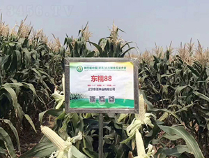 ��Ŵ88-��������-����