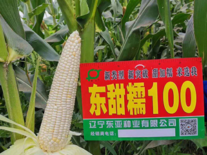 ����Ŵ100-��������-����