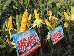 MC4592-��������-����