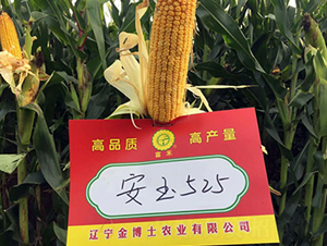 ����525-��������-����